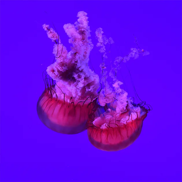黑白体育